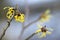 Blooming witch hazel hamamelis mollis, yellow winter flowers o