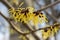 Blooming witch hazel or hamamelis shrub shows yellow flowers in