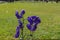 Blooming wolfsbane Aconitum napellus flowers