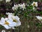 Blooming Wood Anemone, Anemone Nemorosa blooming buds. Beautiful summer white garden flowers with green leaves.