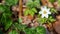 Blooming wood anemone background