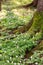 Blooming wood anemones in the forest