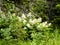 Blooming wood-worm Aruncus dioicus in the mountains