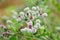 Blooming Woolly Burdock (Arctium Tomentosum)