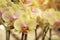 Blooming Yelllow 'Twilight Star' Phalaenopsis Orchid Flowers