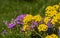Blooming yellow alyssum and blur purple phlox