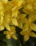 Blooming Yellow Ashoka flowers and green leaves