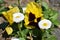 Blooming Yellow and Black Hybrid Pansy with Daisy Flowers around