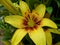 Blooming Yellow and Brown Lily Flower with Orange Pollen