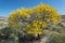 Blooming yellow bush