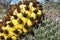 Blooming yellow cactus in American Southwest