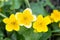 Blooming Yellow Caltha Flowers