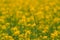 Blooming yellow canola Brassica Napus flower in field