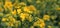Blooming yellow canola Brassica Napus flower in field