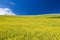 Blooming yellow Canola field with deep blue sky in summer, in Palouse, Washington, USA