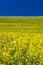 Blooming yellow Canola field with deep blue sky in summer, in Palouse, Washington, USA