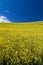 Blooming yellow Canola field with deep blue sky in summer, in Palouse, Washington, USA