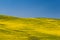 Blooming yellow Canola field with deep blue sky in summer, in Palouse, Washington, USA