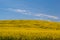 Blooming yellow Canola field with deep blue sky in summer, in Palouse, Washington, USA