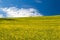 Blooming yellow Canola field with deep blue sky in summer, in Palouse, Washington, USA