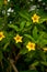 A blooming yellow cicada flower