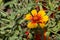 Blooming yellow common blanketflower Gaillardia aristata flowers