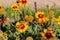 Blooming yellow common blanketflower Gaillardia aristata flowers