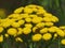 Blooming yellow common Tansy Tanacetum vulgare. Chrysanthemum vulgare Bernh. Poisonous mountainous wild flower.