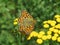 Blooming yellow common Tansy Tanacetum vulgare. Chrysanthemum vulgare Bernh. Poisonous mountainous wild flower.