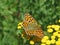 Blooming yellow common Tansy Tanacetum vulgare. Chrysanthemum vulgare Bernh. Poisonous mountainous wild flower.