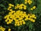 Blooming yellow common Tansy Tanacetum vulgare. Chrysanthemum vulgare Bernh. Poisonous mountainous wild flower.