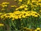 Blooming yellow common Tansy Tanacetum vulgare. Chrysanthemum vulgare Bernh. Poisonous mountainous wild flower.