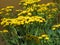 Blooming yellow common Tansy Tanacetum vulgare. Chrysanthemum vulgare Bernh. Poisonous mountainous wild flower.