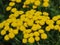 Blooming yellow common Tansy Tanacetum vulgare. Chrysanthemum vulgare Bernh. Poisonous mountainous wild flower.