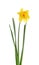 Blooming yellow daffodil isolated on white background. Macro Narcissus. Beautiful spring flowers.