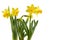 Blooming yellow daffodil spring flowers on white background