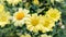 Blooming yellow daisy chrysanthemums closeup Argyranthemum frutescens