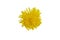 Blooming yellow dandelion on a white background. Dandelion flower head with clipping path, overhead shot. Taraxacum head