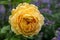 Blooming yellow English rose in the garden on a sunny day. David Austin Rose Golden Celebration