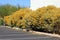 Blooming Yellow Feathery Cassia Accent Shrubs at a Parking Lot