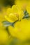 Blooming yellow flower close-up