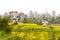 The blooming yellow flower fields in Fansipan peak mountain the highest mountain in Indochina in Sapa, Vietnam