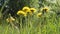 Blooming yellow flowers. Dandelions bloom in the meadow.