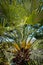 Blooming yellow flowers and green leaves of Trachycarpus palm tree.