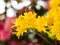 Blooming yellow flowers of Rhododendron bush, azalea in spring