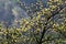 Blooming yellow flowers on sassafras tree