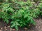 Blooming yellow flowers of tomato bushes.