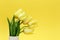 Blooming yellow flowers tulip in vase on monochrome background