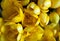 Blooming yellow freesia