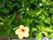 a blooming yellow hibiscus flower with some beautiful buds with fresh green leaves